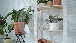 Botany composition of home interior garden. Green house plants in pots, wooden shelf and white wall