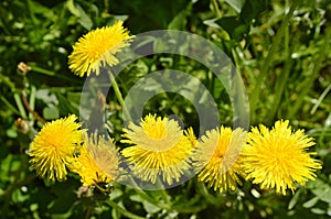 Botany, dandelion