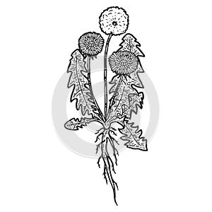 Botany, dandelion plant with root. Isolated object. Sketch scratch board imitation.