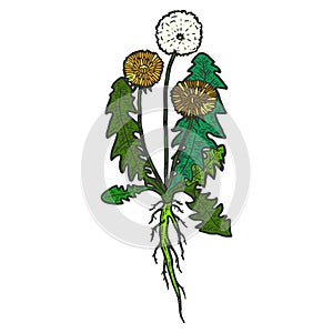 Botany, dandelion plant with root. Isolated object. Sketch scratch board imitation color.