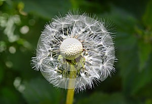 Botany, dandelion seeds