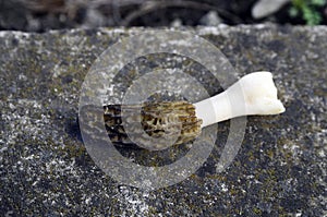 Botany, edible Morel Mushroom