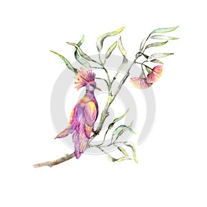 Botany eucaliptus with flowers and pink birds. Watercolor illustraion