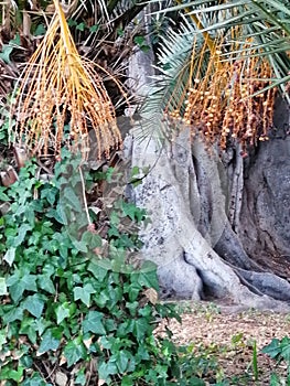BOTANY-Ficus century-old-Picasso gardens-Malaga photo