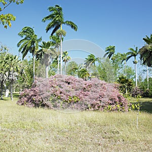 Botany garden, Jardin Botanico de Cienfuegos, Cuba photo