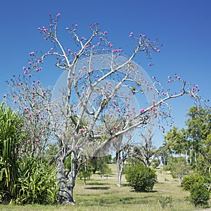 Botany garden, Jardin Botanico de Cienfuegos, Cuba photo