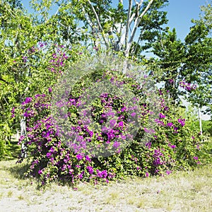 Botany garden, Jardin Botanico de Cienfuegos, Cuba