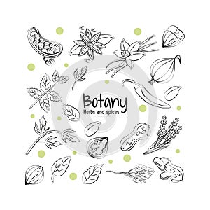 Botany herbs and spices