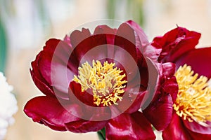 Botany. Photo of two beautiful peonies in park