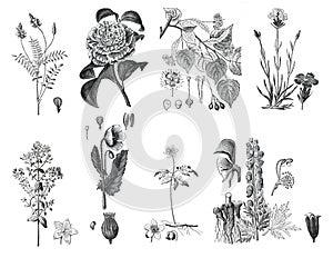 Botany plant collection. Vintage plant and flower collection. medicinal plants. hand drawn plant illustration. floral and organic