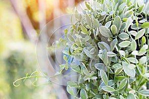 Botany plant in the garden as leaves background