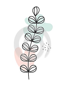 botany plant illustration