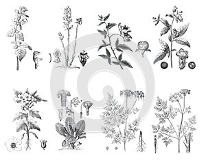 Botany plant and leafs collection. Vintage plants collection. floral plants. hand drawn plant illustration. floral and organic med