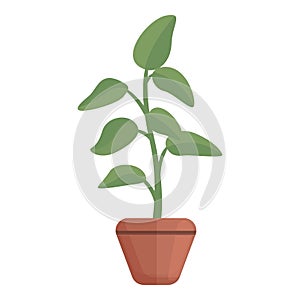 Botany plant pot icon, cartoon style