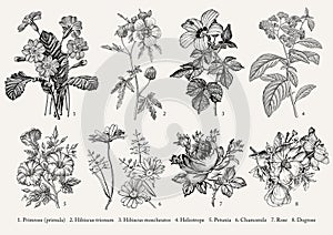 Botany Set flowers Drawing engraving Vector victorian Illustration Primrose Hibiscus Heliotrope Petunia Chamomile Rose, Dogrose