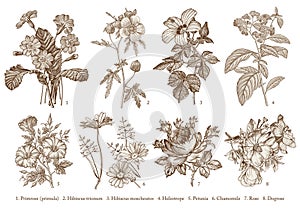 Botany Set flowers Drawing engraving Vector victorian Illustration Primrose Hibiscus Heliotrope Petunia Chamomile Rose, Dogrose