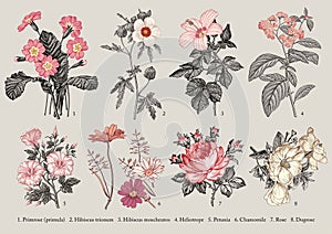 Botany Set flowers Drawing engraving Vector victorian Illustration Primrose Hibiscus Heliotrope Petunia Chamomile Rose, Dogrose