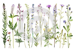 botany set, herbs and wild flowers, white background