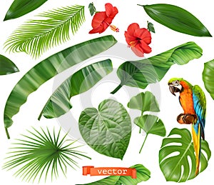 Botany. Set of leaves and flowers. Tropical plants. 3d realistic vector icons