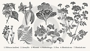 Botany Set tropical isolated flowers Amaryllis Waratah Hibiscus Wahlenbergia Fern Hemlock Vector Illustration Drawing engraving