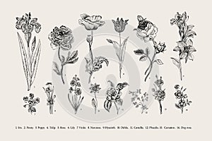 Botany. Set. Vintage flowers.