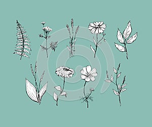 Botany. Set. Vintage flowers. Black and white illustration in the style of engravings