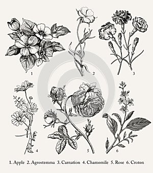 Botany Set vintage realistic isolated flowers Drawing engraving Vector Illustration Apple Agrostemma Carnation Chamomile Rose photo