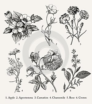 Botany Set vintage realistic isolated flowers Drawing engraving Vector Illustration Apple Agrostemma Carnation Chamomile Rose