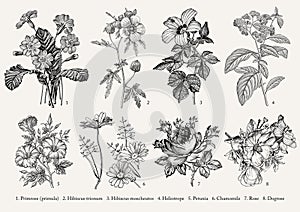 Botany Set flowers Drawing engraving Vector victorian Illustration Primrose Hibiscus Heliotrope Petunia Chamomile Rose, Dogrose photo