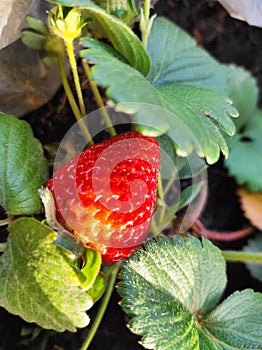 BOTANY .STRAWBERRY PLANT