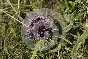 Botany, Insect on Thistle