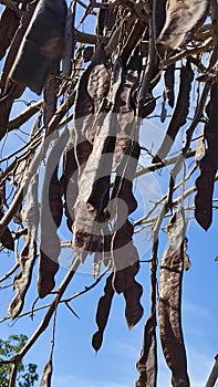 Botany-tree of carob