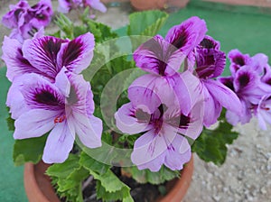 BOTANY-variedad of white and purple geranium photo