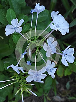 Botany-variety of flower of the plumbago