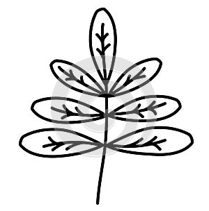 Botany. Vector drawing branches with leaves. Black outline. Design element and decoration, logo. Vector, hand doodl on a