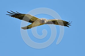 Boted eagle flying (aquila pennata) photo