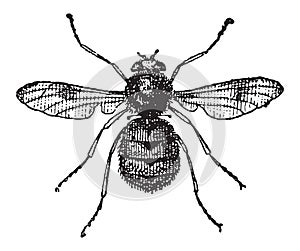 Botfly or Oestridae, vintage engraving