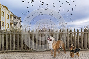 A Bulldog and a Yorkie walk along a rustic picket fence when a flock of birds flies over them
