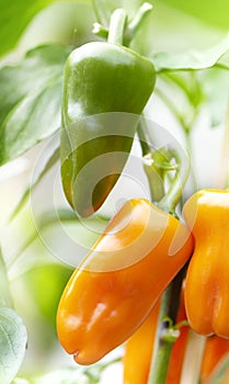 Both green and orange peppers growing on one plant