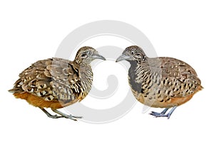 Both male and female of Barred Buttonquail with same look and identical spot on their chest in comparison