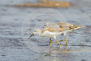 Both Marsh Sandpiper