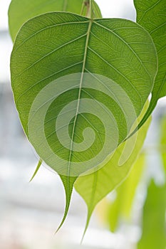 Bothi tree ,pipal tree leaves background