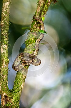 Bothriechis lateralis is a venomous pit viper