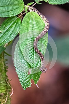 Bothriechis lateralis is a venomous pit viper