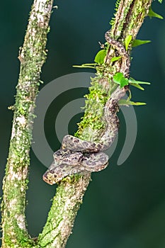 Bothriechis lateralis is a venomous pit viper