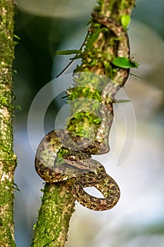 Bothriechis lateralis is a venomous pit viper