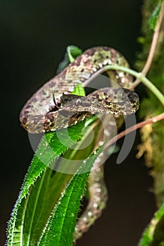 Bothriechis lateralis is a venomous pit viper