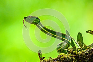 Bothriechis lateralis is a venomous pit viper