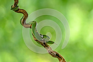 Bothriechis lateralis is a venomous pit viper