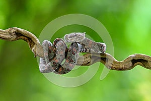 Bothriechis lateralis is a venomous pit viper species found in the mountains of Costa Rica